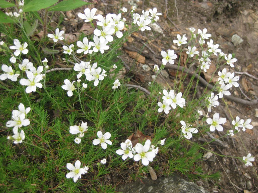 Cherleria (=Minuartia) laricifolia / Minuartia con foglie di larice